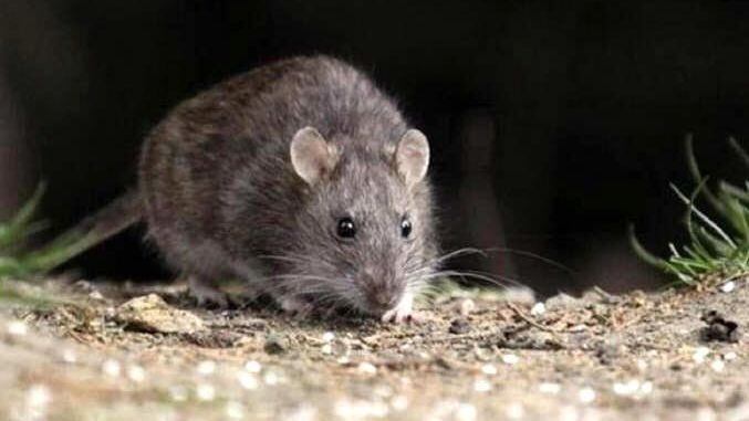 Hantavirus: otra vez un caso en Epuyén.