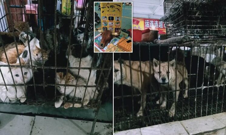 Este sábado, miles de clientes acudieron en forma masiva a un mercado en Guilin, localidad situada al suroeste del país, para abastecerse de animales domésticos y otras criaturas.