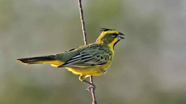 Las 15 aves más traficadas en Córdoba durante 2017.