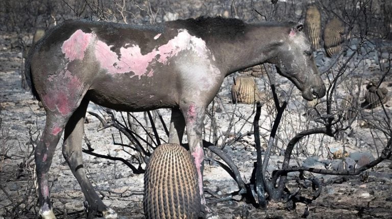 Hay animales que quedaron ciegos.