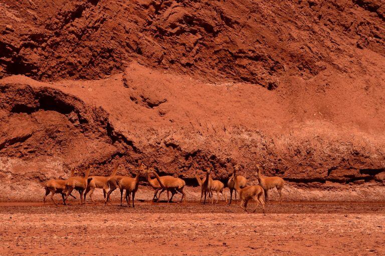 Vicuñas en la zona puneña de Salta, cerca a los lugares que se pueden ver en el spot. (VíaSalta)