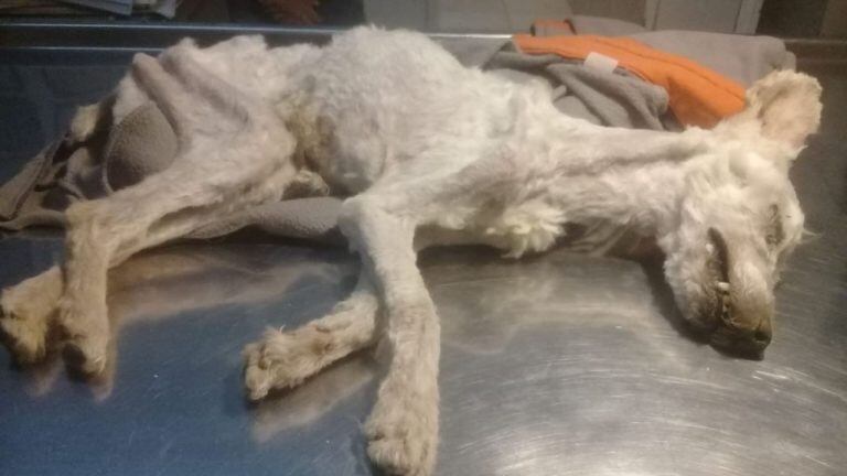 La imagen causó indignación. El perrito falleció camino a la veterinaria.