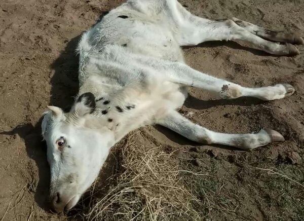 Hasta ahora han muerto dos vacas y otras están en grave estado.