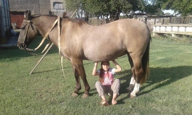 Victoria Rovetto, con 12 años, es amansadora de caballos en General Cabrera, Córdoba, y su técnica es furor en cada encuentro de animales de este tipo en el interior.