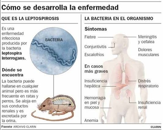 Enfermedades