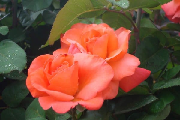 Rosa "Cristóbal Colón". (Web)