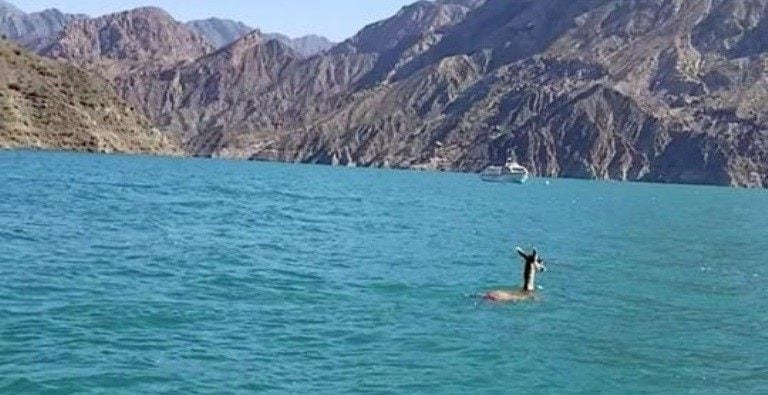 Todas las semanas se montan operativos para salvar a guanacos que se tiran al agua.