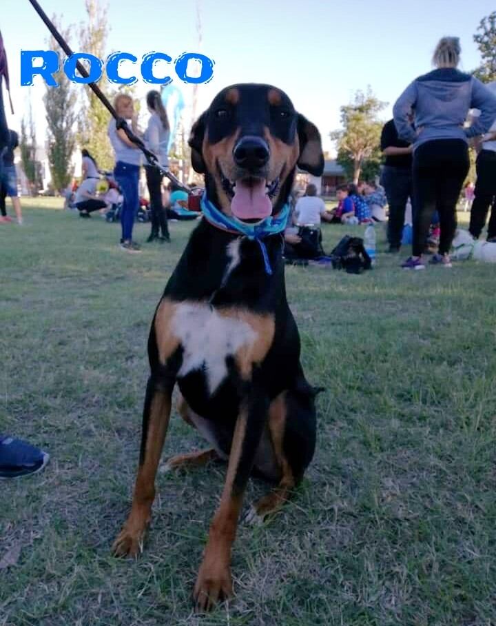 Patitas de Perro y sus consejos sobre adopción responsable en Córdoba. (Patitas de Perro)