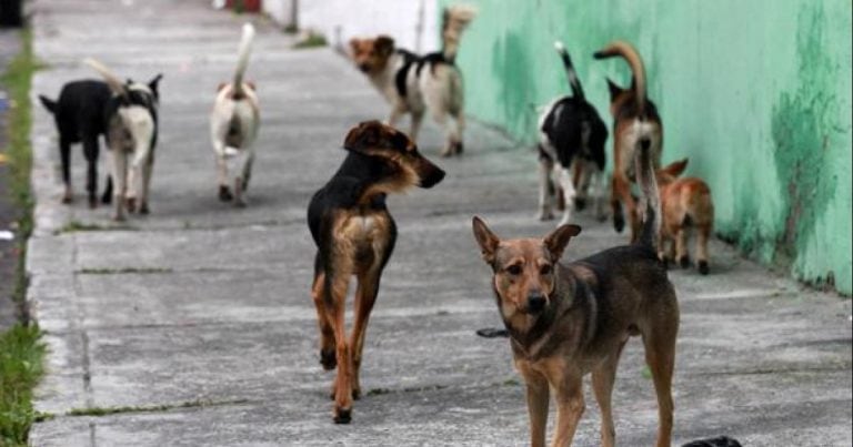 Perros callejeros.