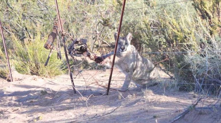 La puma quedó atascada en un alambrado con la trampa en una de sus patas (APN)