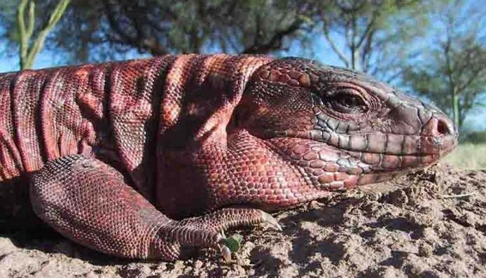 Iguana Colorada