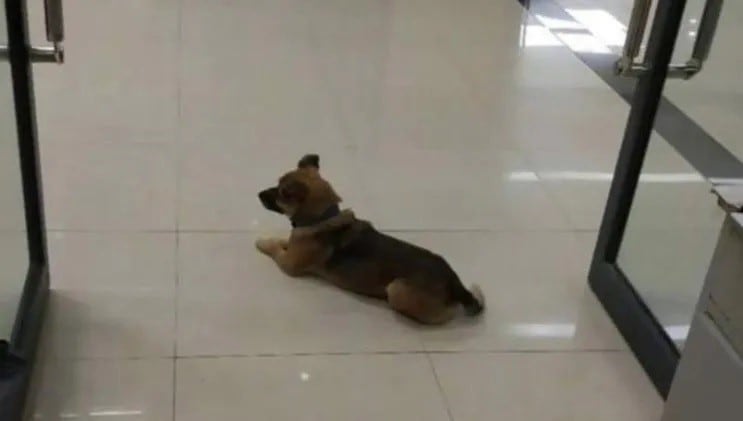 El perro ingresa al hospital todos los días.