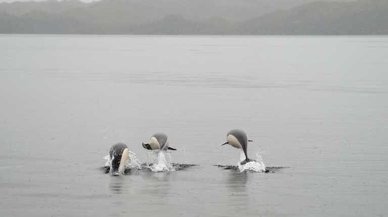 Delfín Liso  - estrecho de Magallanes . Fotos: Marco Pinto – Torres, Centro de Investigación Dinámica de Ecosistemas Marinos de Altas Latitudes (Ideal).