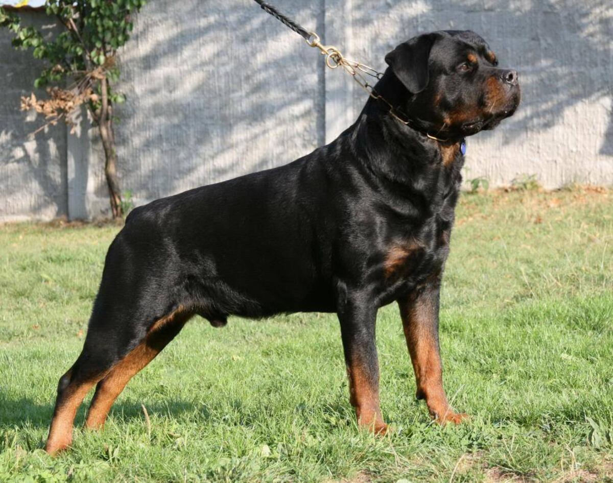 Un niño fue atacado por un perro rottweiler en Córdoba: quedó internado