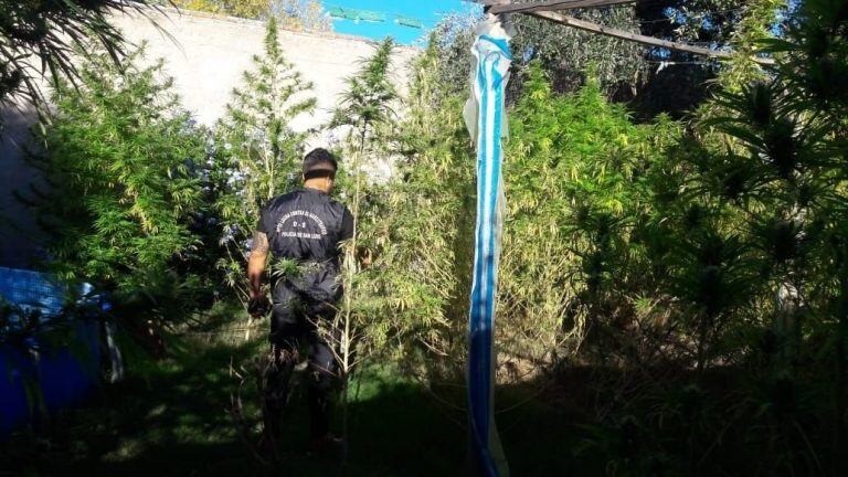 Las hermanas puntanas tenían unas 80 plantas.