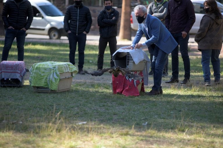 Liberación de aves rapaces mendoza