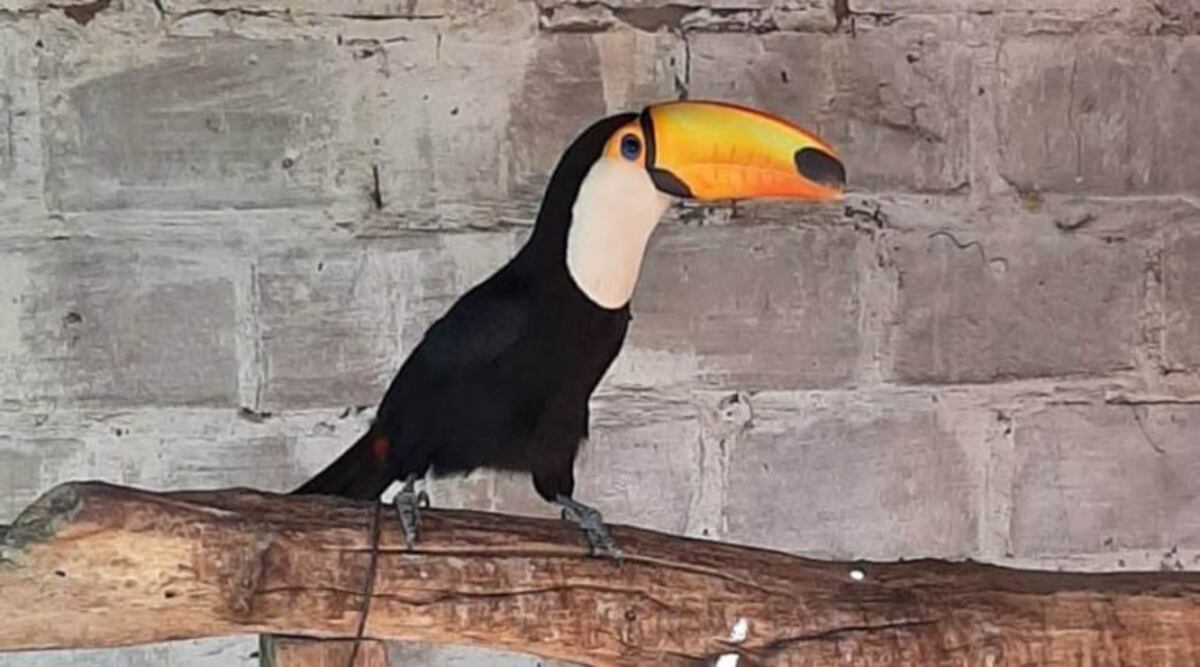 Secuestran aves en extinción, cueros y armas en un allanamiento en Victorica