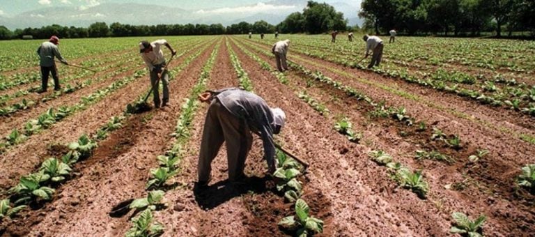 Productores tabacaleros en alerta por falta de subsidios.