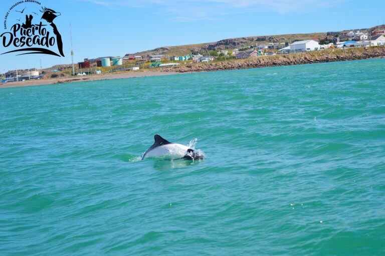 puerto deseado ria