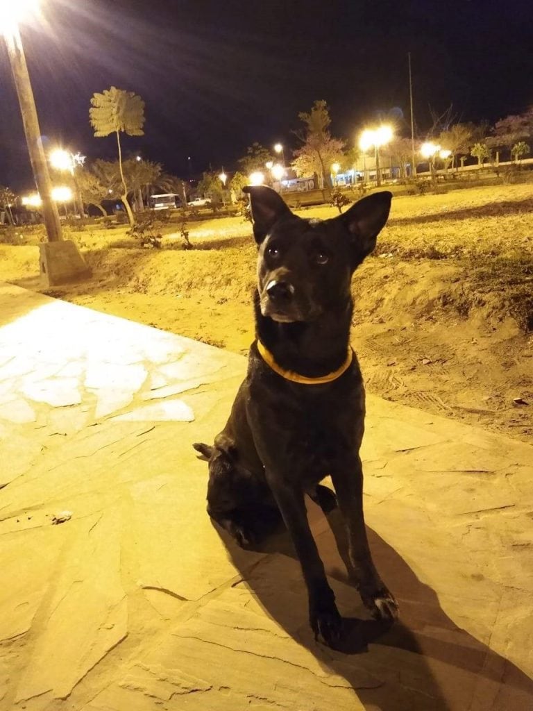 Perros identificados por Hagamos un Milagro (Facebook Hagamos Un Milagro)