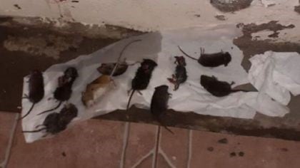 Invasión de ratas en Villa la Angostura.