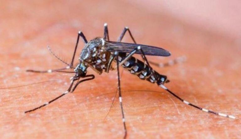 11 casos confirmados de dengue en Salta.