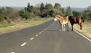 caballos animales sueltos ruta