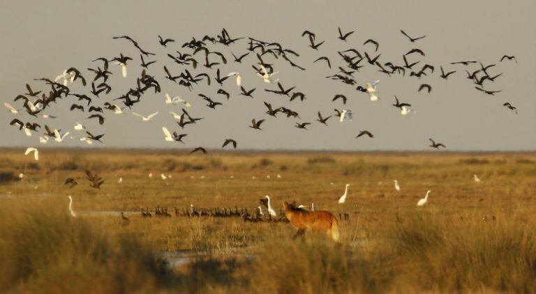 Aguará Guazú, reserva  futuro Parque Nacional Ansenuza