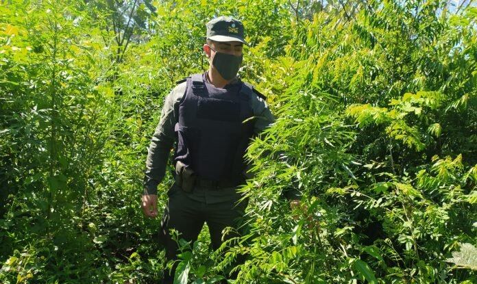 Incautan una plantación de marihuana en Paraje Gramado.