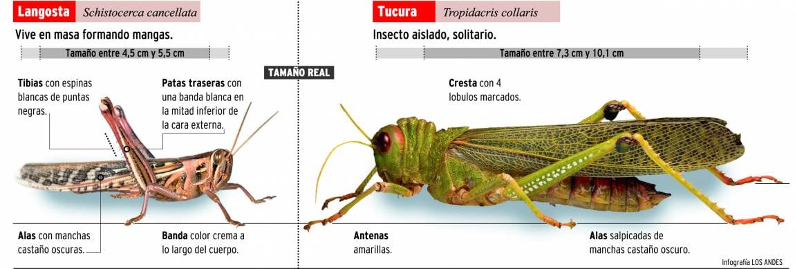 Las tucuras amenazan con la producción cordobesa. 