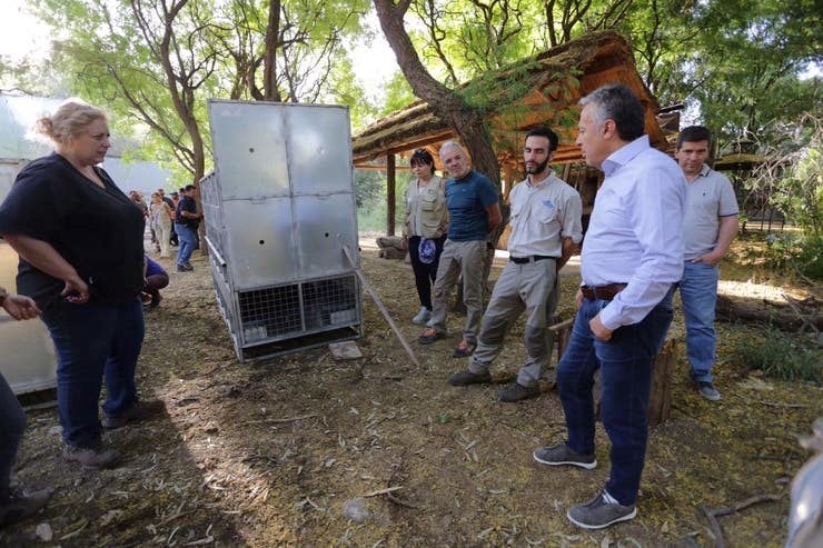 Trasladaron 10 osos de Mendoza a EEUU.