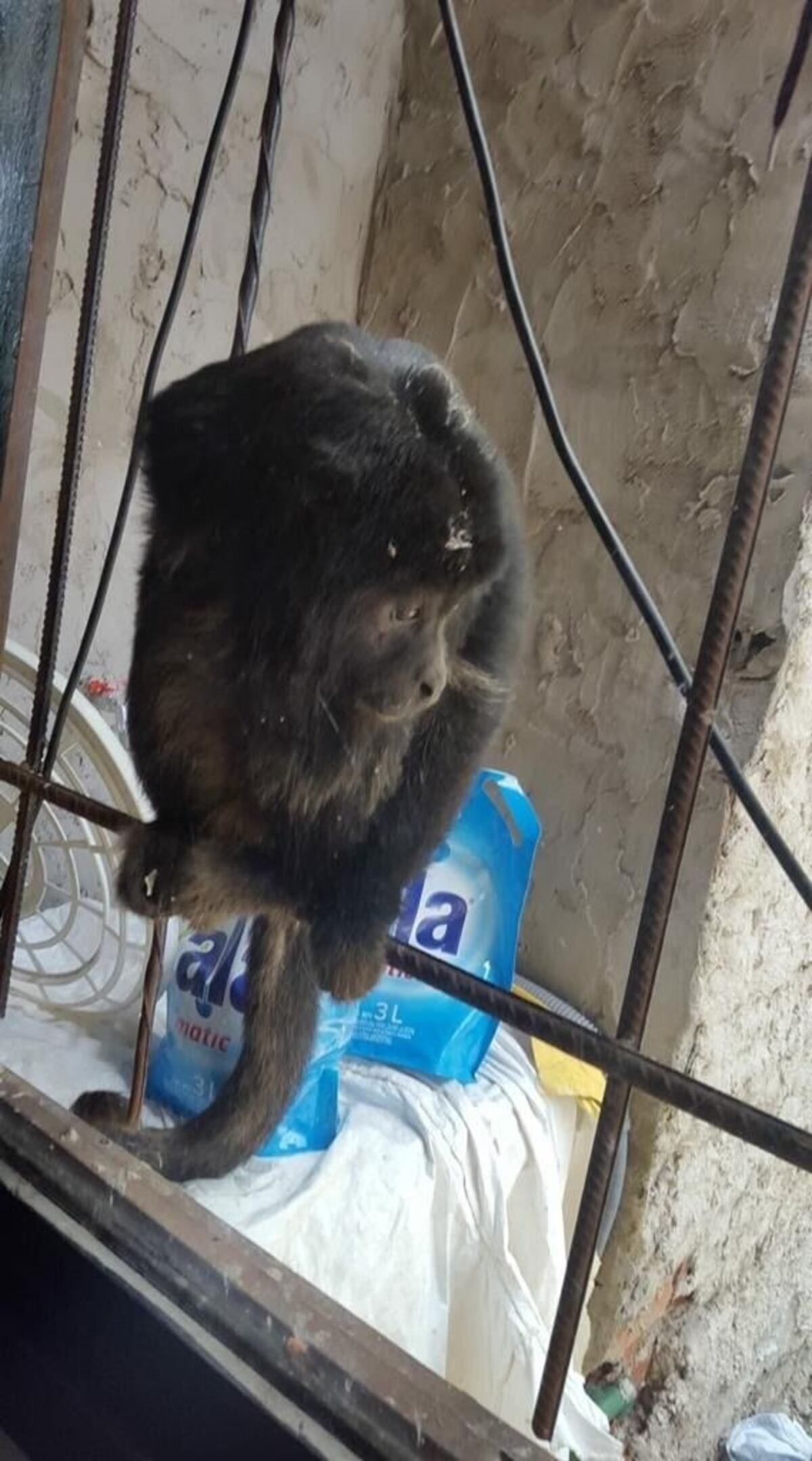 Apareció un mono suelto en La Plata y revolucionó a los vecinos