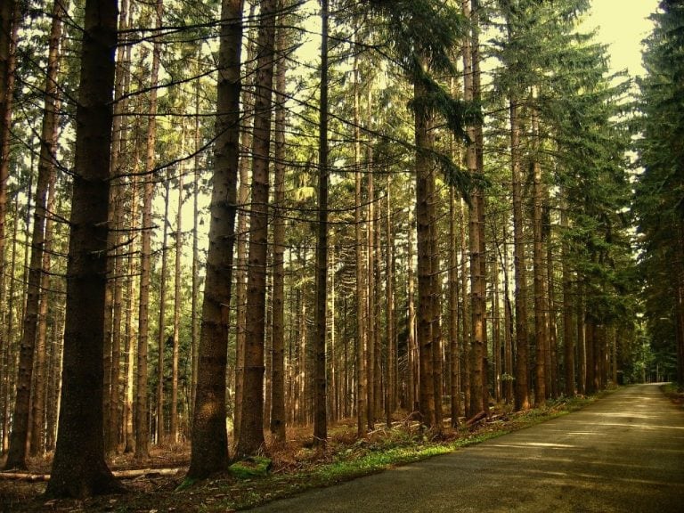 Bosques de la Patagonia.