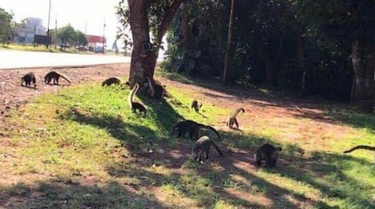 Animales en plena calle por la falta de gente. (TN)