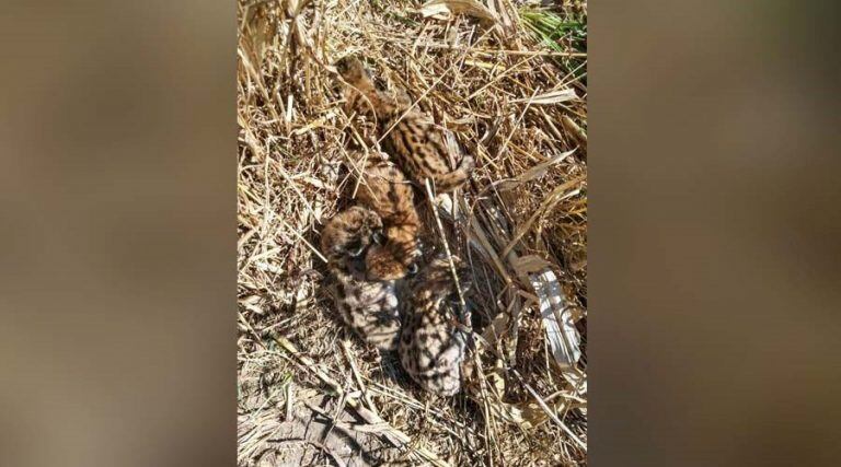 Las pequeñas crías de puma siguieron durmiendo sin percatarse del peligro (Facebook)