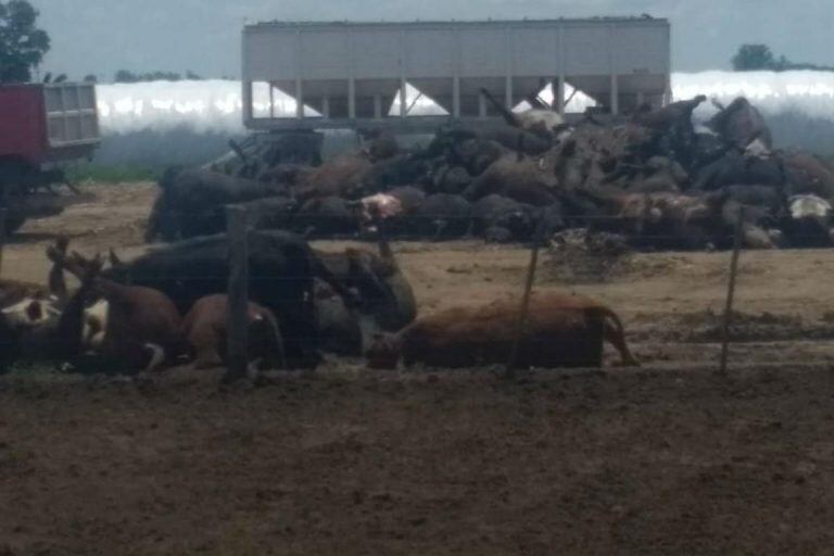 Los animales murieron en los pultimos días producto del extremo calor.