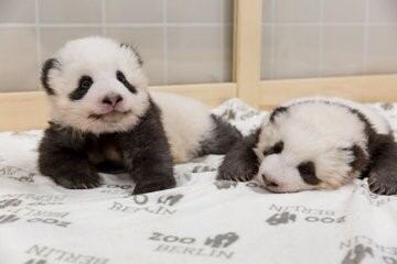 Oso panda Berlin (Twitter/@zooberlin)