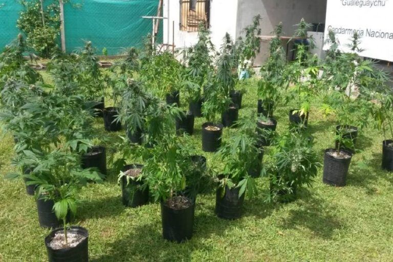 Secuestro de plantas de marihuana
Crédito: Escuadrón 56 GN