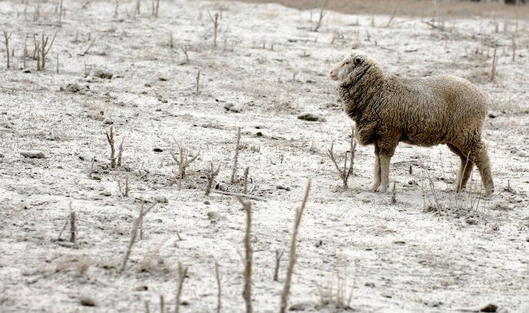 Ganado ovino patagónico