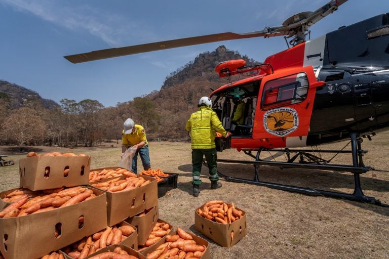 Arrojaron zanahorias para los animales afectados por los incendios en Australia (Foto: REUTERS)