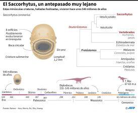 Ficha sobre el Saccorhytus, minúscula criatura acuática que vivió hace unos 540 millones de años - AFP / AFP / JOHN SAEKI