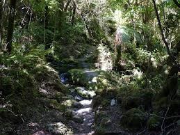 Descubren una selva tropical hundida en la Antártida