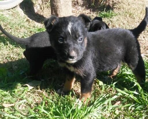 Perritos abandonados