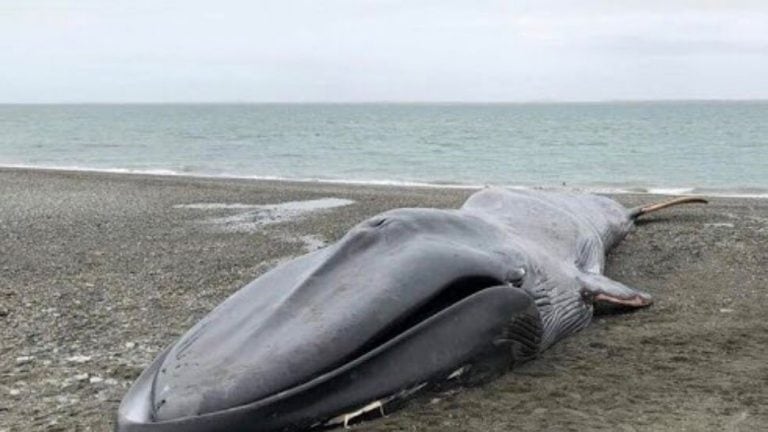 Ballena maltratada en Chile