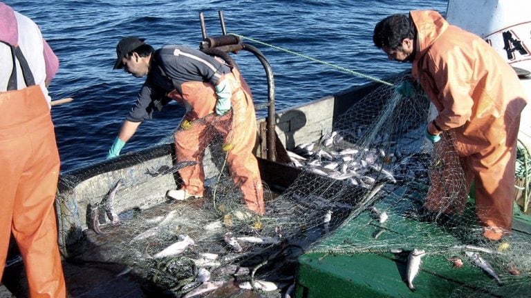 Pesca de Merluza.