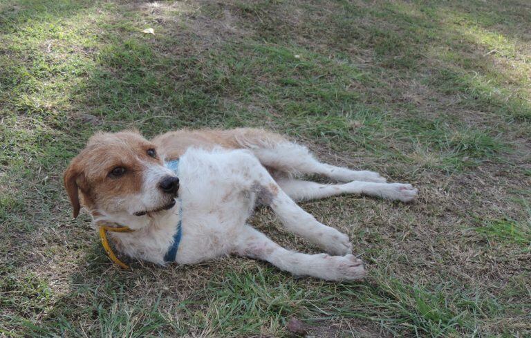 Argos, un perrito ya viejo y adulto que fue abandonado y que Patitas de Perros lo ofrece en adopción. (Patitas de Perro)