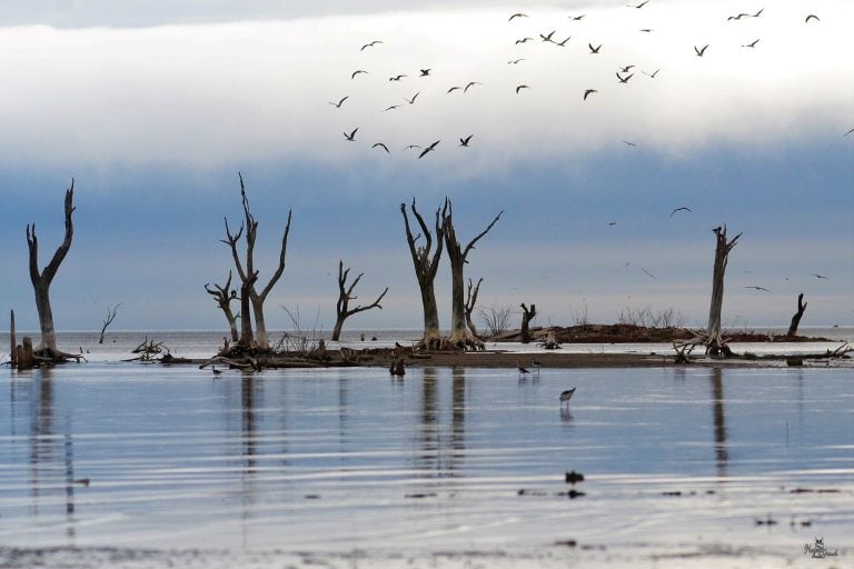 Tarde nublada y aves en laguna Mar Chiquita,Córdoba. (Hugo Giraudo)