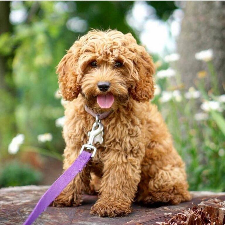 Cockapoo (Instagram)