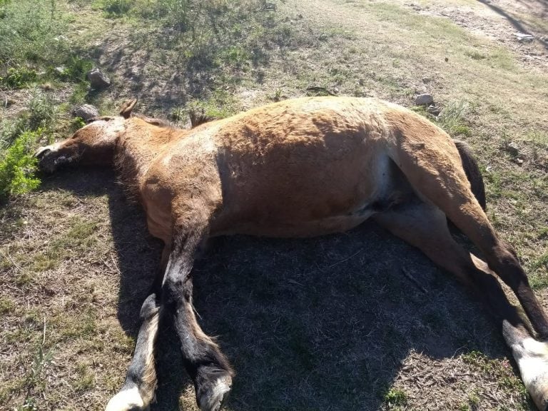 Potrero de Garay: le disparó al caballo de su vecino