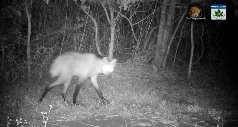 Primer registro documentado de un Aguará Guazú en la Selva Misionera